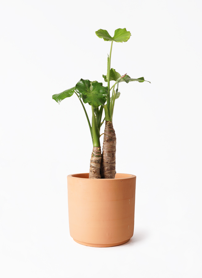 観葉植物 アロカシア 8号 オドラ（クワズイモ） インティ シリンダー