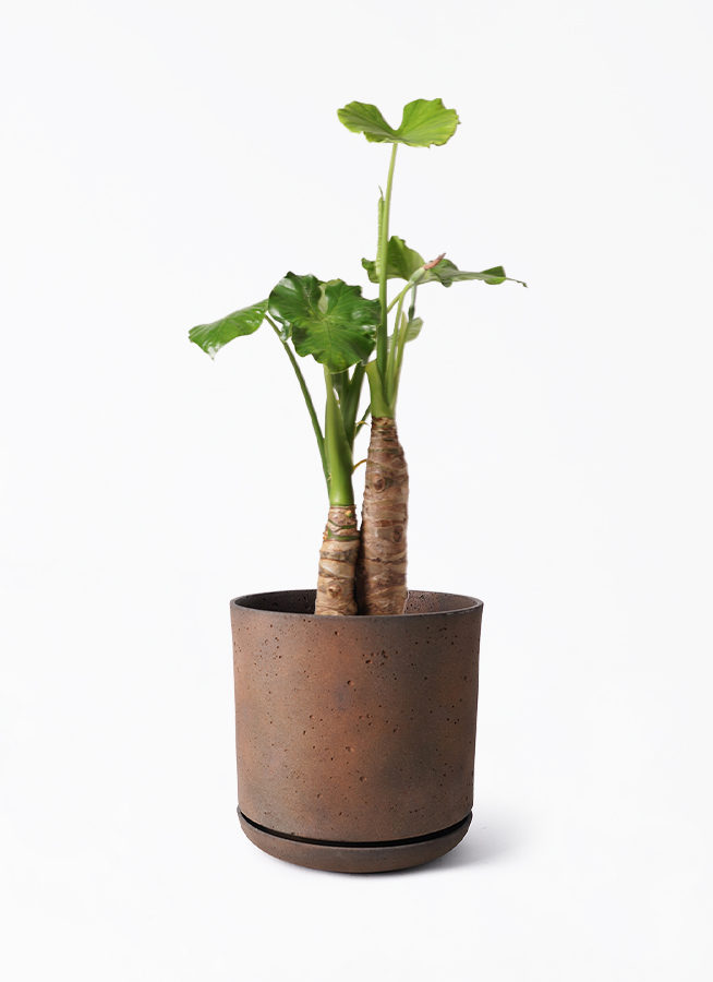 観葉植物 アロカシア 8号 オドラ（クワズイモ） ライム ドゥオ