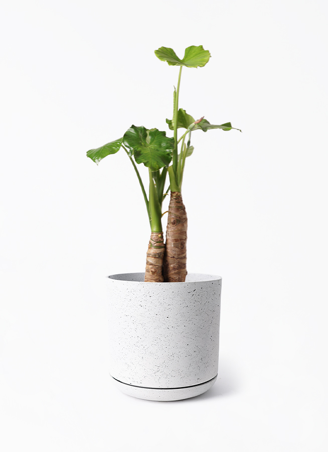 観葉植物 アロカシア 8号 オドラ（クワズイモ） ライム ドゥオ