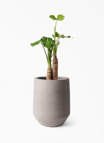 alocasia-832_1.jpg?1724311712