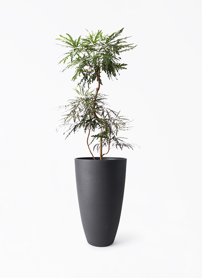 観葉植物 グリーンアラレア 8号 曲り フォレストトール ブラック 付き