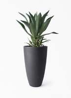 agave-americana-147_1.jpg?
