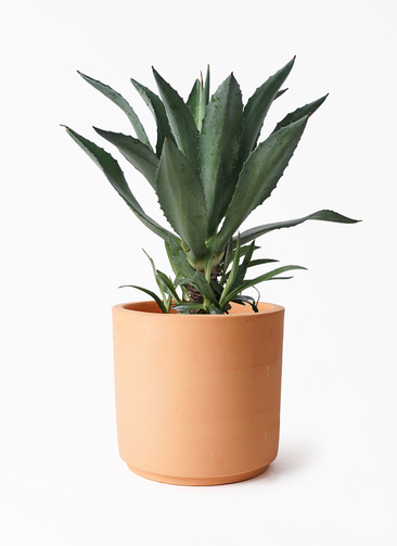 大きなアガベ 観葉植物 EUクチバシ 葉数増やすのに手こずっているアガベ。もう2.3年育て