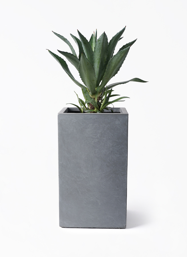 観葉植物 アガベ 8号 アメリカーナ シグマ 角柱プランター グレー 付き
