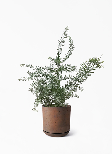 観葉植物 アカシア ブルーブッシュ 8号 ライム ドゥオ ユーポット