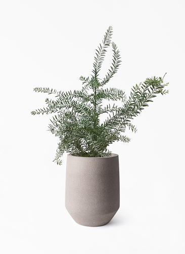 acacia-covenyi-155_1.jpg?