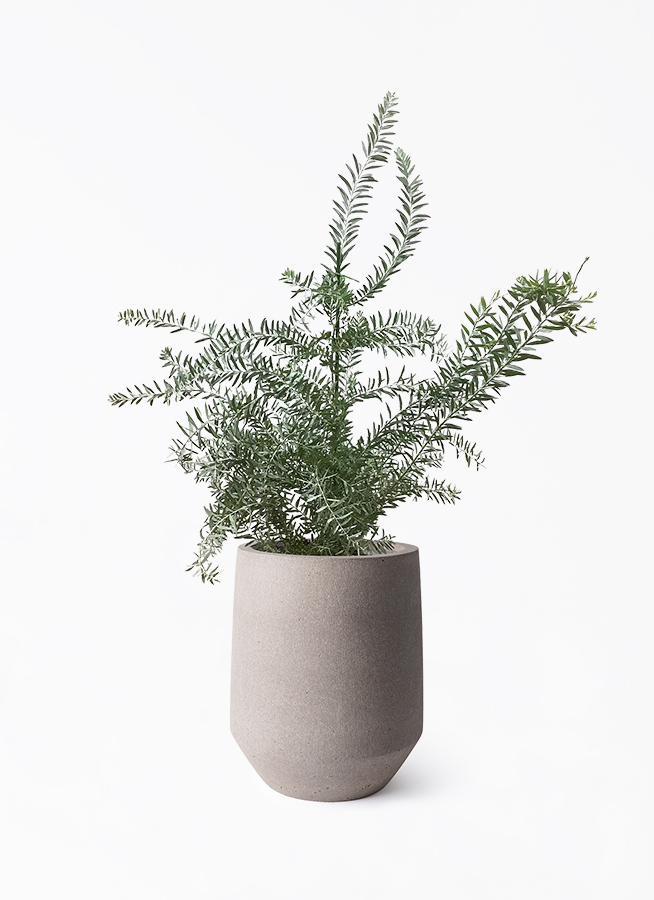 観葉植物 アカシア ブルーブッシュ 8号 パボ トール アースブラウン