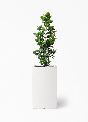 autograph-tree-375_1.jpg? 
