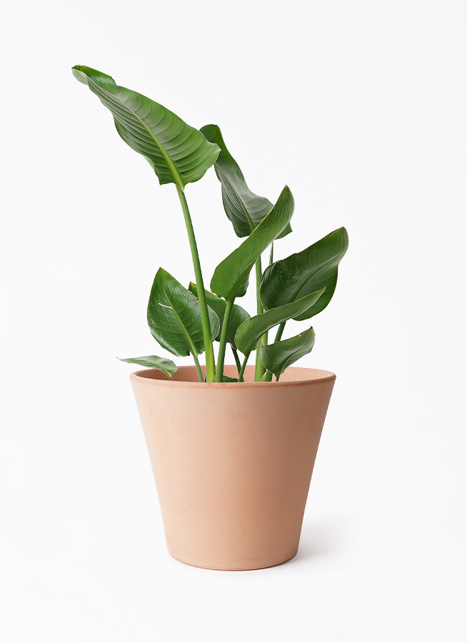 オーガスタ 7号 | 観葉植物の通販ならHitoHana