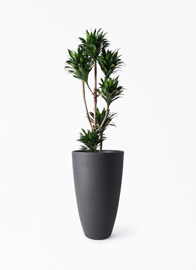 観葉植物 ドラセナ コンパクター 8号 フォレストトール ブラック