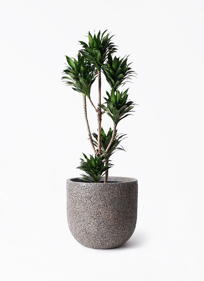 観葉植物 ドラセナ コンパクター 8号 ネイチャーズキャスト ユーポット