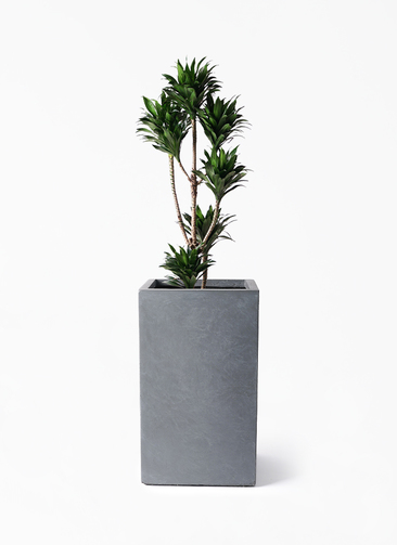 dracaena-compacta-456_1.jpg?
