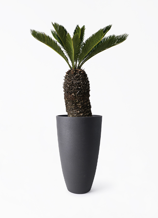 cycas-revoluta-485_1.jpg?