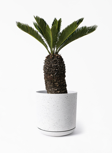 cycas-revoluta-477_1.jpg?