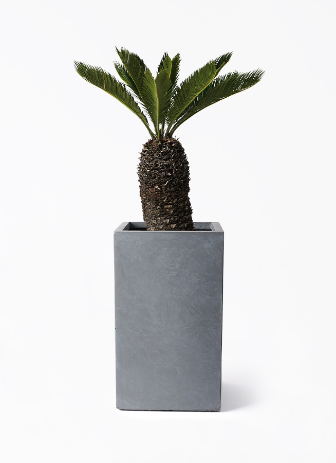 cycas-revoluta-472_1.jpg?