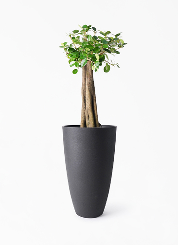 chinese-banyan-panda-242_1.jpg