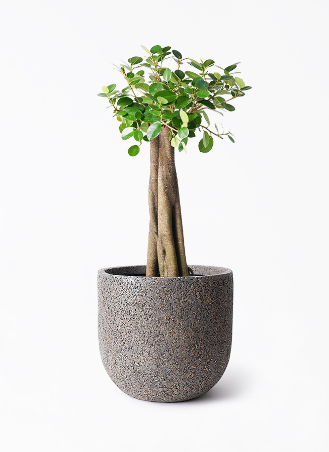 【現品】ガジュマル　8号　白鉢　（2） 楽天市場】多幸の木 ガジュマル 盆栽風 8号 ホワイトスクエア