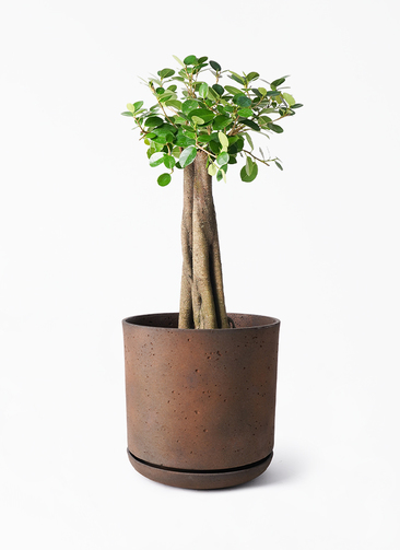 【トップカット/安心の発根済株/少し大きめの鉢込】 斑入り パンダガジュマル トップカット/安心の発根済株/少し大きめの鉢込】 斑入り パンダ