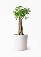 chinese-banyan-panda-232_1.jpg