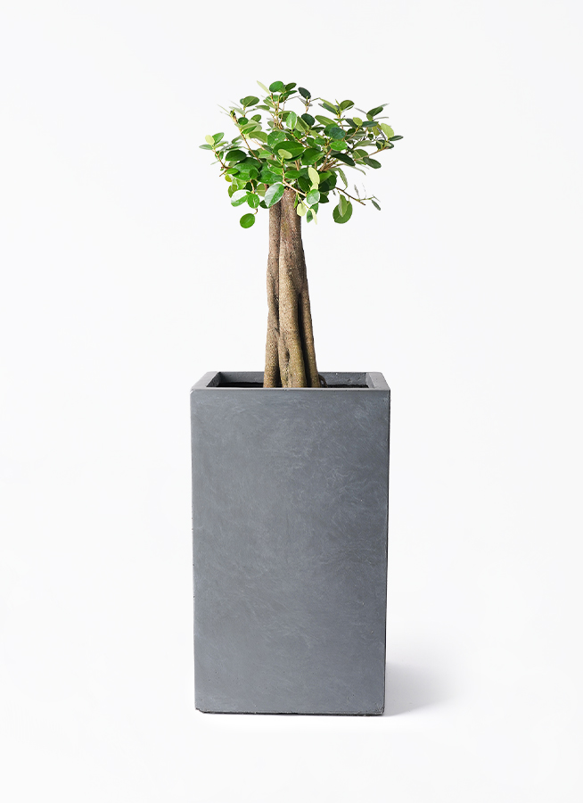 観葉植物 ガジュマル 8号 パンダ 朴仕立て シグマ 角柱