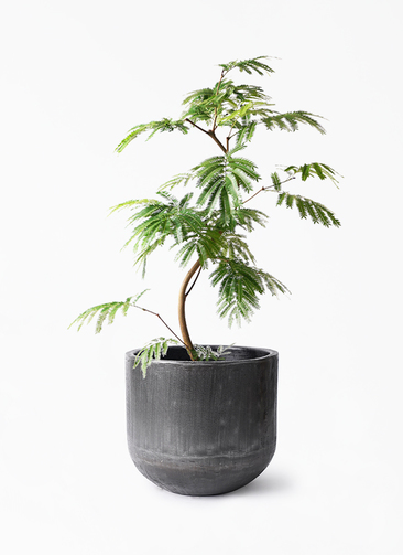観葉植物 エバーフレッシュ 8号 曲り アンワール カーフ ミンク