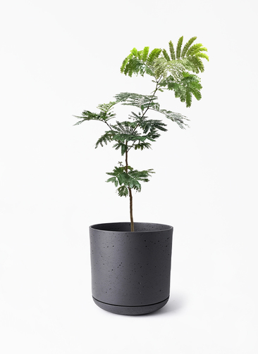 everfresh-962_1.jpg?1724312913
