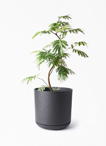 観葉植物 エバーフレッシュ 8号 曲り ライム ドゥオ ユーポット