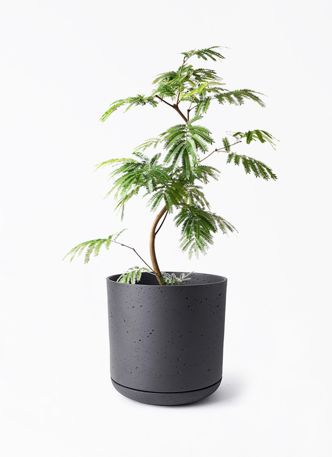 観葉植物 エバーフレッシュ 8号 曲り ライム ドゥオ ユーポット