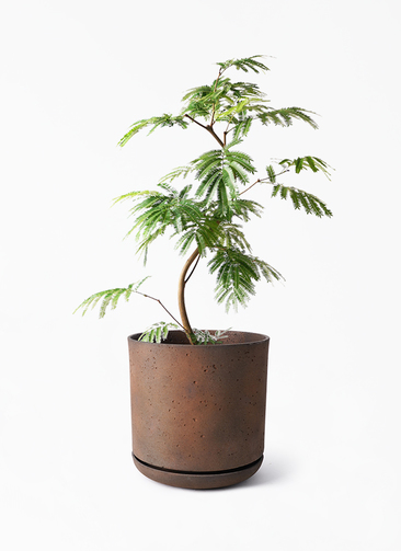 観葉植物 エバーフレッシュ 8号 曲り ライム ドゥオ ユーポット