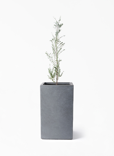 観葉植物 ユーカリ 8号 グニー シグマ 角柱プランター グレー