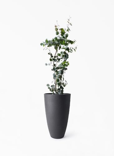 【現品】ユーカリ・ポポラス　 ポリアンセモス　ユーカリの木　８号　W5番 eucalyptus-260_1.jpg?1724313035