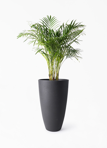 アレカヤシ８号 dypsis-lutescens-421_1.jpg?