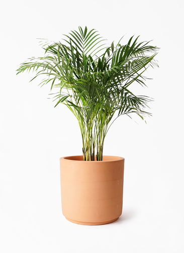 観葉植物 アレカヤシ 8号 インティ シリンダー 付き | 観葉植物