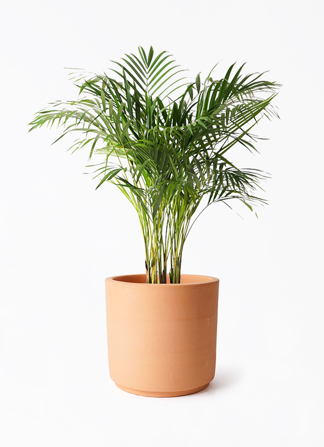 アレカヤシ　観葉植物　8号　約120センチ 観葉植物 アレカヤシ 8号 インティ シリンダー 付き | 観葉植物