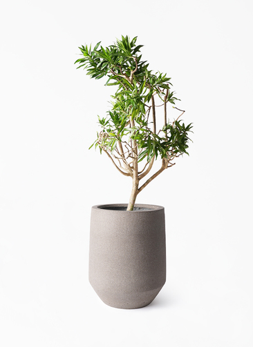 観葉植物 ドラセナ ソング オブ ジャマイカ 8号 パボ トール アース