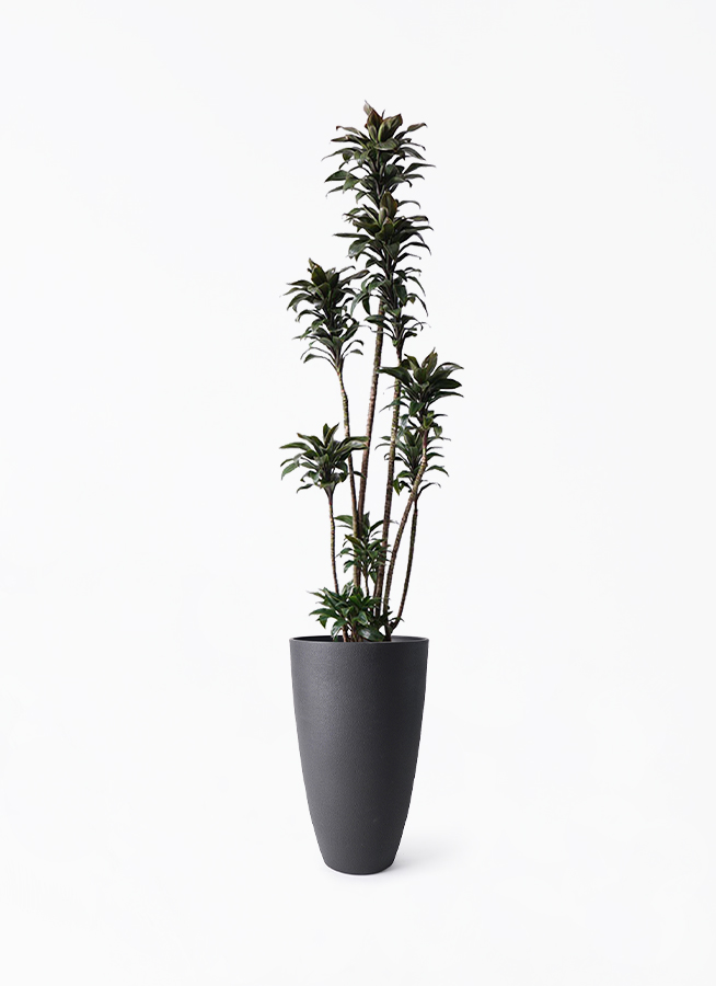 ドラセナ パープルコンパクタ | 観葉植物通販HitoHana(ひとはな)