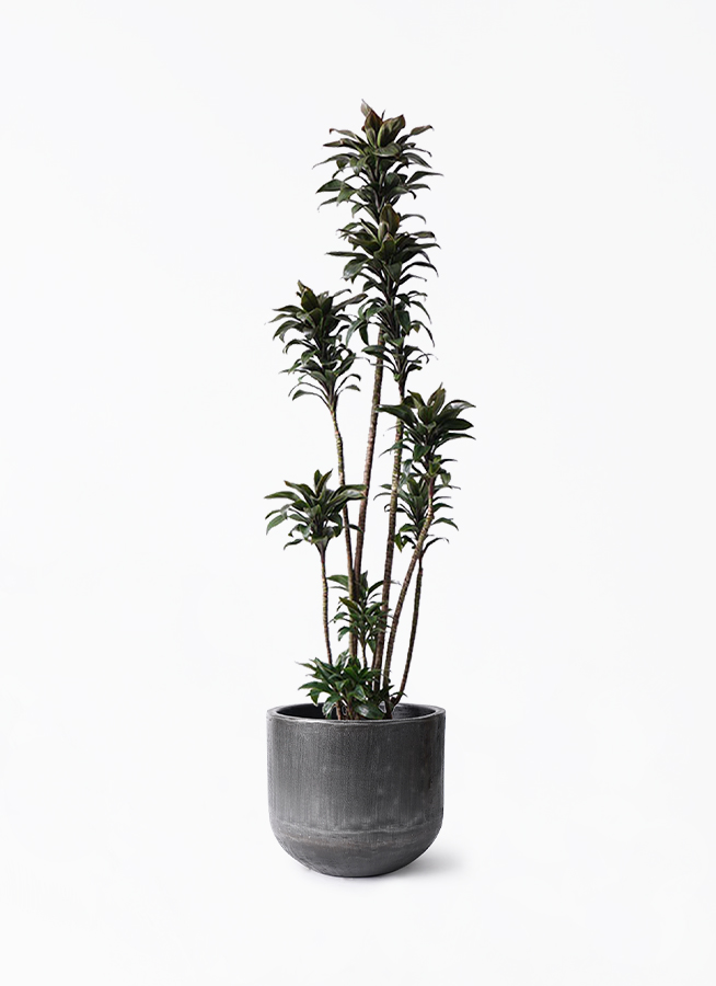 ドラセナ パープルコンパクタ | 観葉植物通販HitoHana(ひとはな)