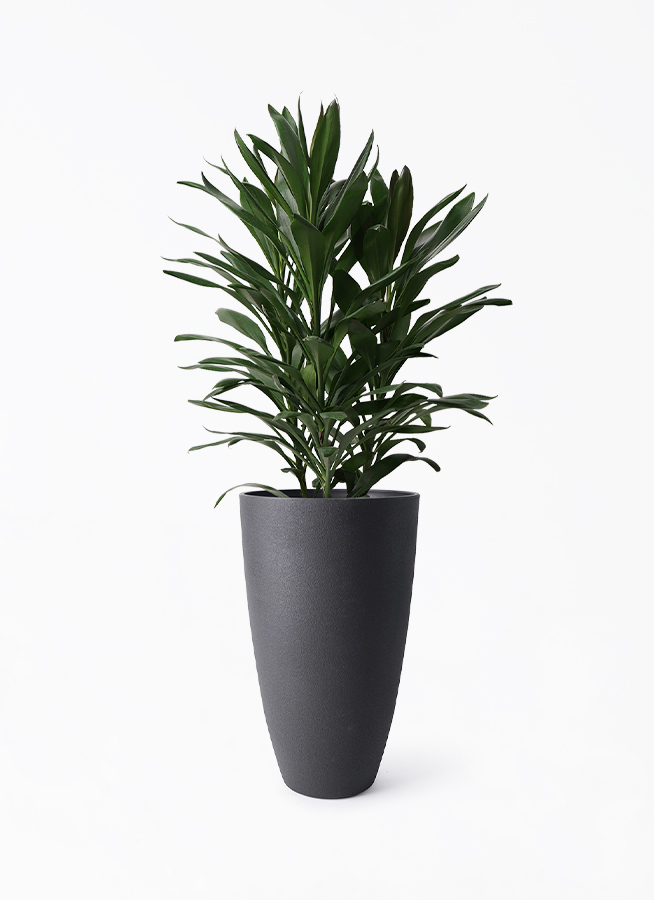 観葉植物 ドラセナ グローカル 8号 フォレストトール ブラック 付き