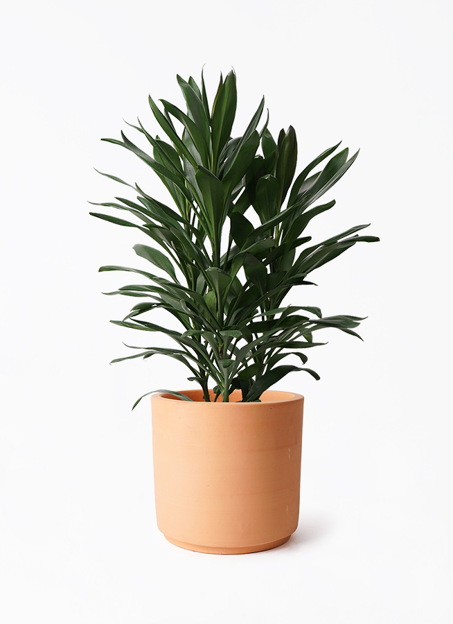 観葉植物 ドラセナ グローカル 8号 インティ シリンダー 付き 観葉植物 ドラセナ グローカル 8号 インティ シリンダー 付き