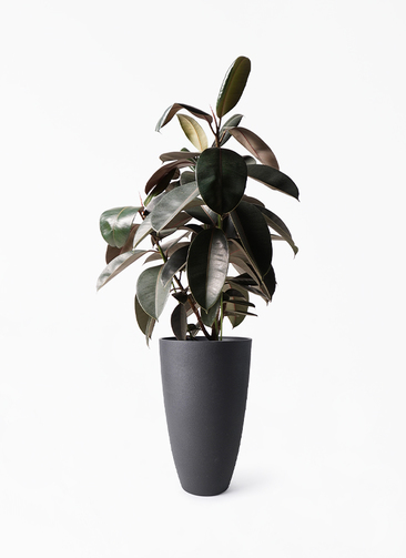 観葉植物 フィカス バーガンディ 8号 ノーマル フォレストトール