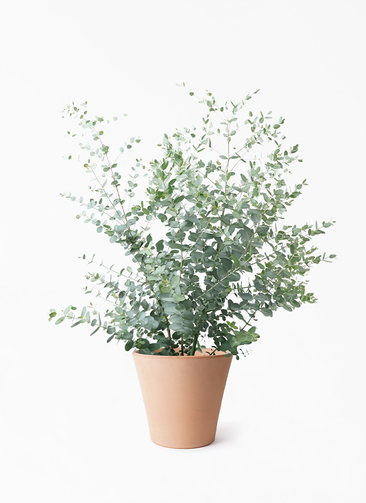 eucalyptus-gunnii-573_1.jpg?