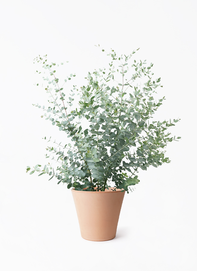 観葉植物 ユーカリ 7号 グニー エトナ アリーナ 付き | 観葉植物なら