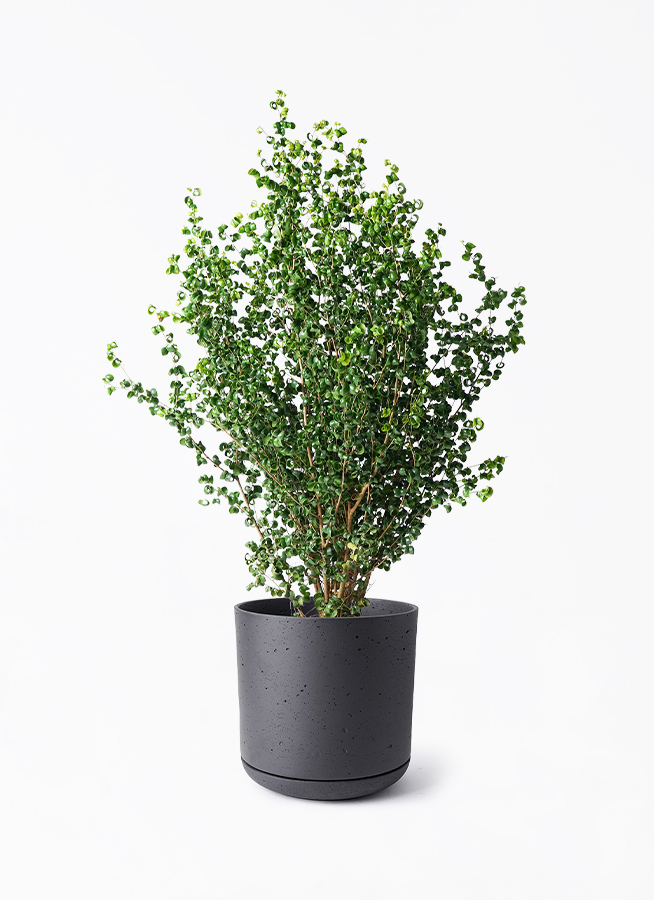 ficus-benjamina-baroque-185_1.