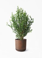 boocoo　フィカス・ベンジャミン・バロック 観葉植物 フィカス ベンジャミン 6号 バロック レザーポット