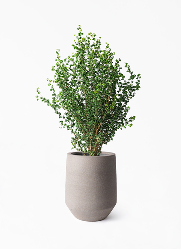 ficus-benjamina-baroque-182_1.