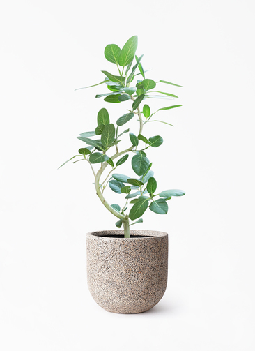 観葉植物 フィカス ベンガレンシス 8号 曲り ネイチャーズキャスト