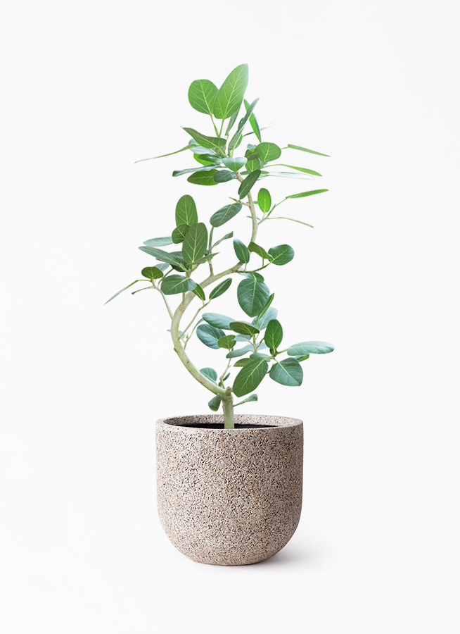 現品発送 フィカス ベンガレンシス 曲がり8号鉢165cm 観葉植物 楽天市場】フィカス ベンガレンシス 8号の通販