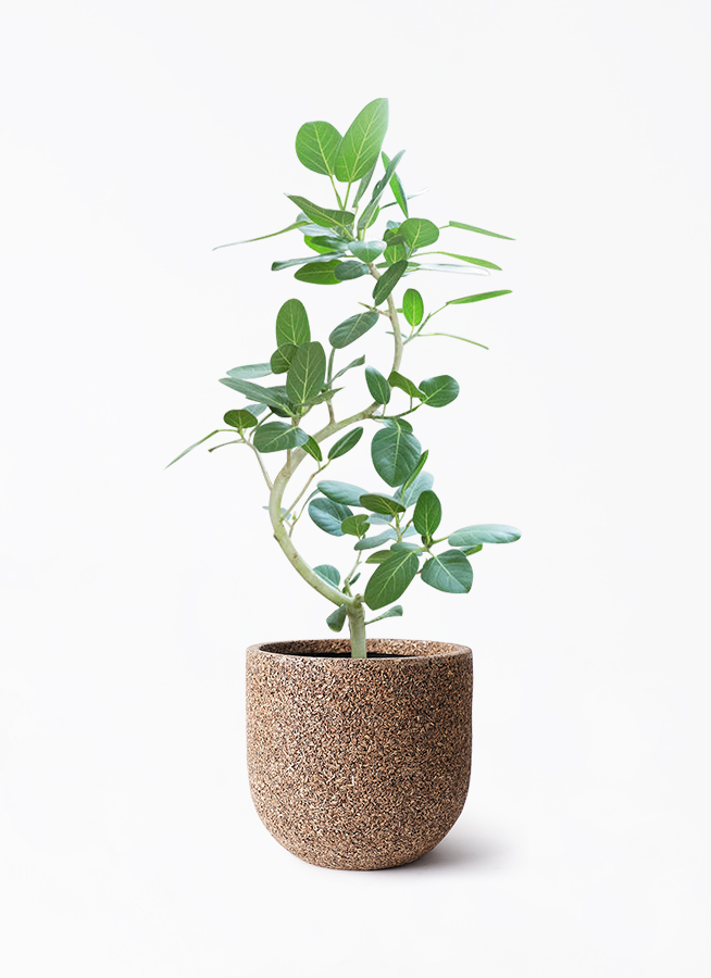 観葉植物 フィカス ベンガレンシス 8号 曲り ネイチャーズキャスト