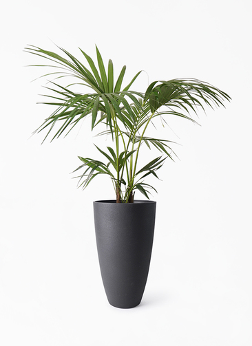 【東京都内23区配送無料】定価8万円　特大　ケンチャヤシ　ボタニカル　植物 howea-forsteriana-346_1.jpg?
