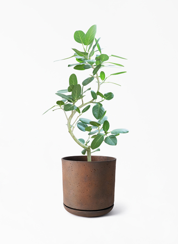【観葉植物】フィカス・ベンガレンシス（8号） 観葉植物 フィカス ベンガレンシス 8号 曲り ライム ドゥオ